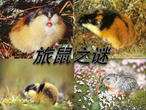 《旅鼠之谜》-八年级下册语文PPT课件