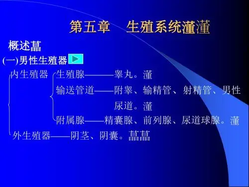 系统解剖13男性生殖器