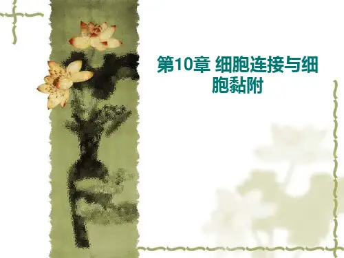 医学细胞生物学：第10章 细胞连接与细胞黏附