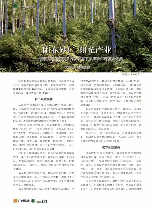 阳春砂仁 阳光产业--扶绥县中东镇新灵村桉树林下发展砂仁种植业纪实
