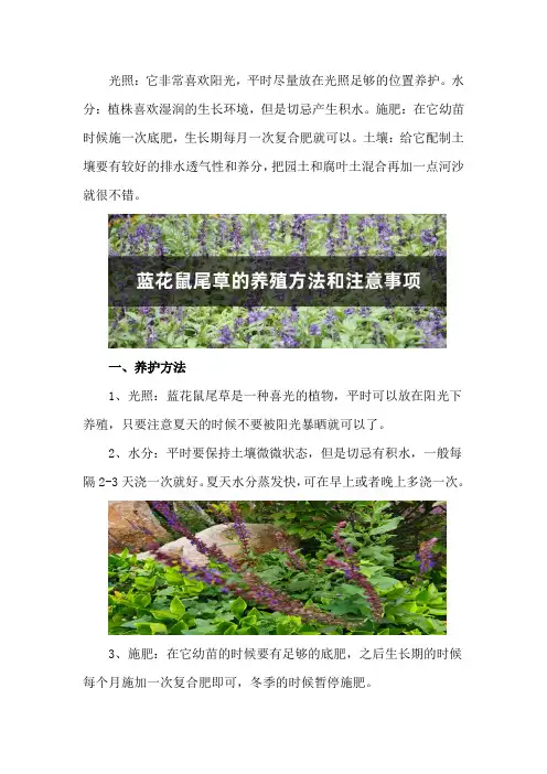 蓝花鼠尾草的养殖方法和注意事项