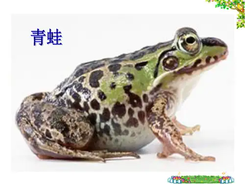 人教版 八年级下册 生物 第七单元 第一章 第三节 两栖动物的生殖和发育 课件