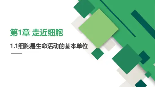 【课件】细胞是生命活动的基本单位课件-2022-2023学年高一上学期生物人教版(2019)必修1