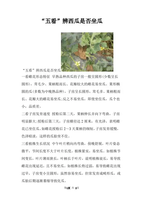 “五看”辨西瓜是否坐瓜
