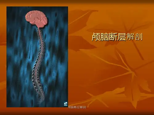 颅脑断层解剖