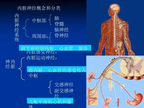 2018年内脏神经(研究生课程)-精选医学文档