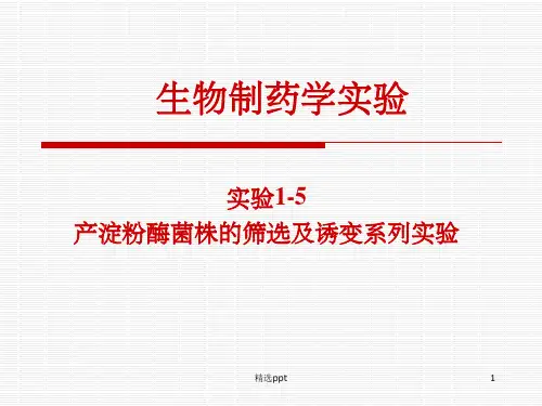 实验 土壤中产淀粉酶菌株的筛选ppt课件