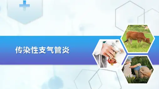 禽病防治—鸡传染性支气管炎(动物传染病防治课件)