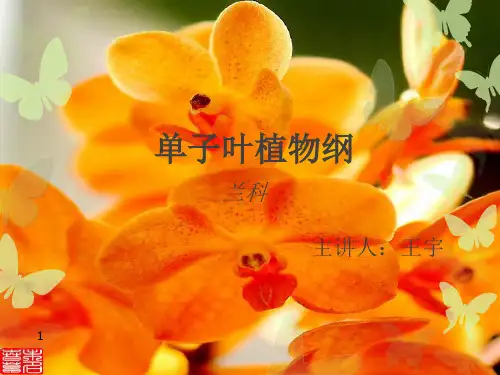 单子叶植物纲兰科棕榈科PPT精选文档