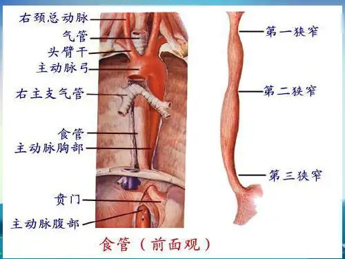 食管癌三切口根治术的护理课件