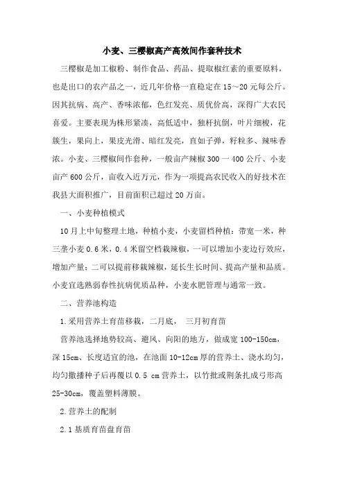 小麦、三樱椒高产高效间作套种技术
