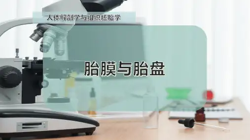 胎膜与胎盘
