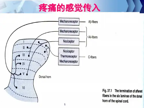 阿片类镇痛药药物依赖性精品PPT课件