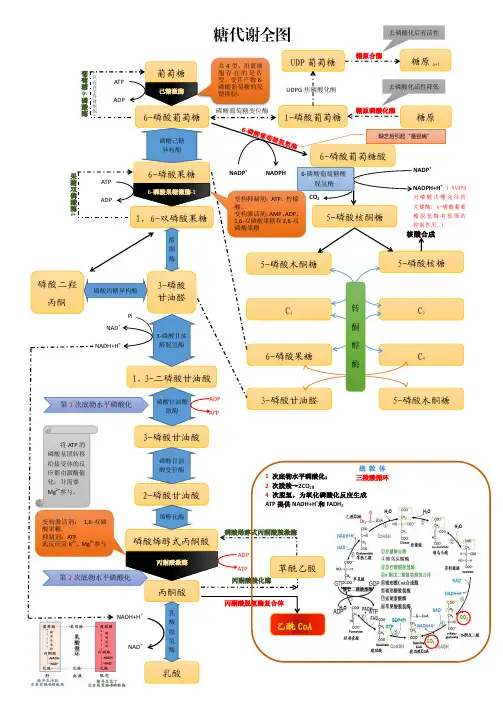 糖代谢全图