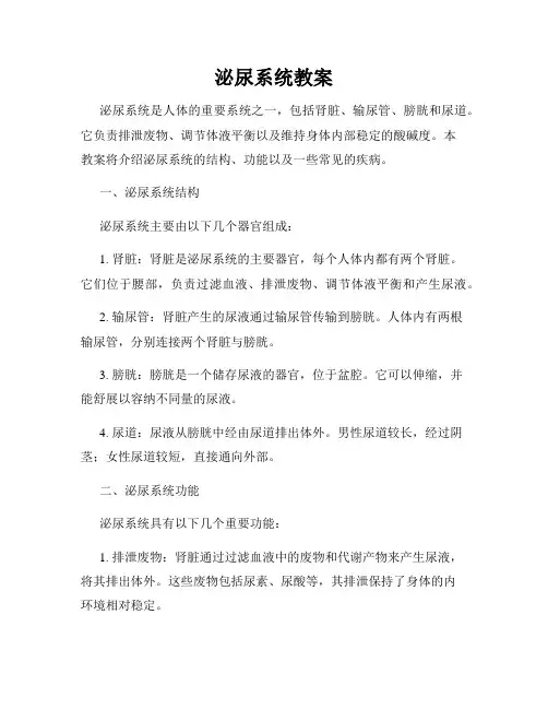 泌尿系统教案
