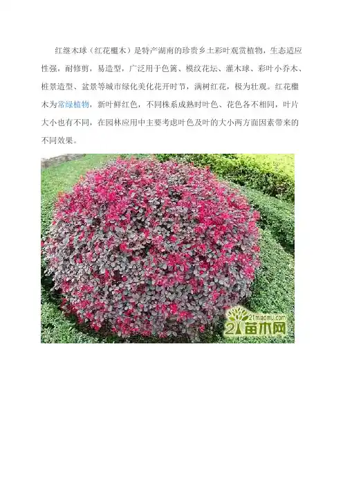 绿化植物介绍