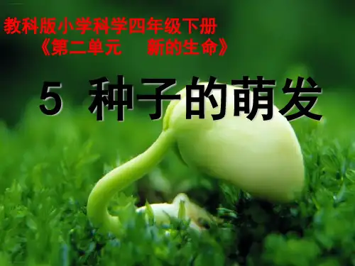四年级下册科学-种子的萌发-教科版-PPT课堂课件