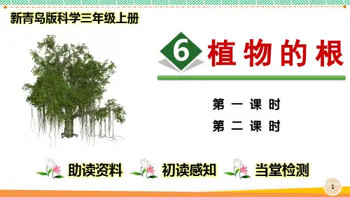 新青岛版科学三年级上册《植物的根》优质课件