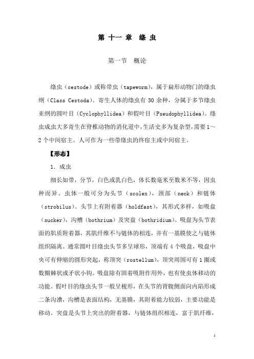 第 十一 章  绦 虫
