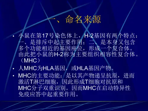 第五章主要组织相容性复合体