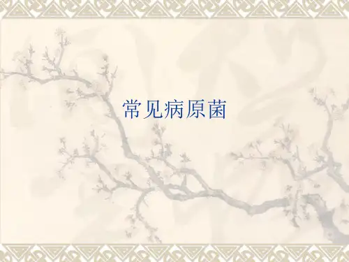 常见病原菌PPT课件