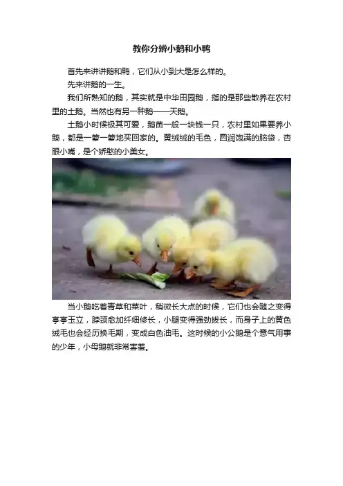 教你分辨小鹅和小鸭