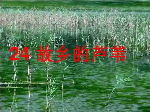 三年级语文故乡的芦苇(PPT)5-3