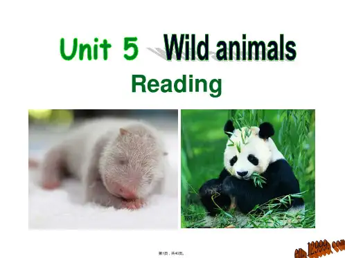 8A-Unit5-Wild-animals-Reading课件(共40张)