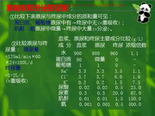 节肾小管和集合管的泌尿功能课件