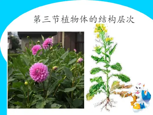 人教版七年级上册生物  2.2.3 植物体的结构层次 课件 (共19张PPT)