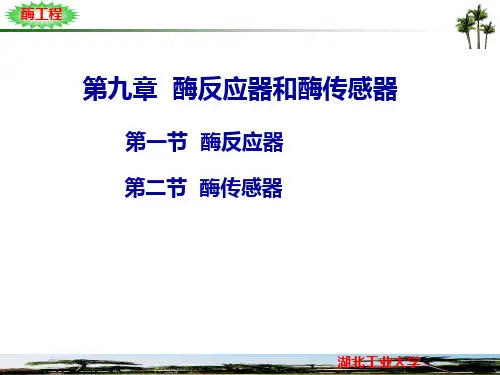 湖工酶工程第九章
