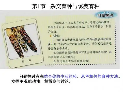 2017-2018学年人教版高中生物必修(二) 6-1 杂交育种与诱变育种 课件 (共30张PPT)