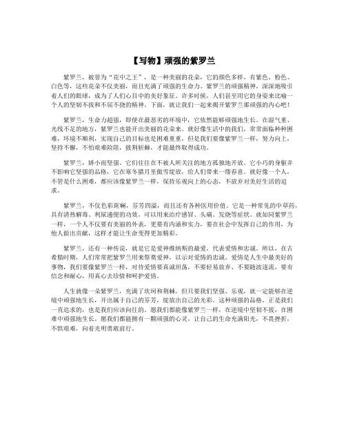 【写物】顽强的紫罗兰