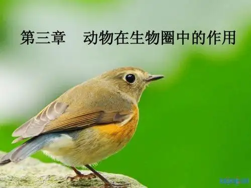 动物在生物圈中的作用_(公开课) (1)