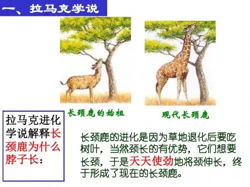 上海高中生物高考会考达尔文进化理论-文档资料
