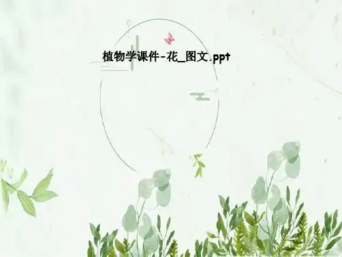 植物学课件-花_图文