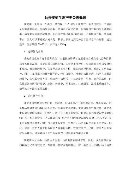 油麦菜速生高产无公害栽培