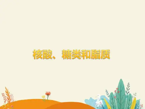 高考生物一轮复习14：核酸、糖类和脂质优质课件