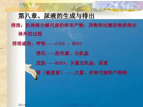 生理学--尿液的生成与排出ppt课件