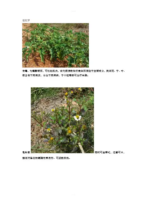 身边常见中草药