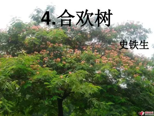 语文版八年级上册884 合欢树