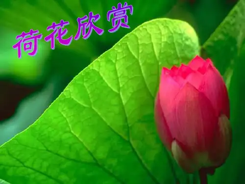 部编一年级下册《荷叶圆圆》优秀完整ppt课件