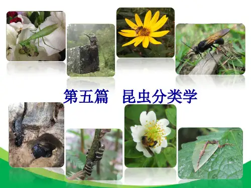 普通昆虫学1-1 概论