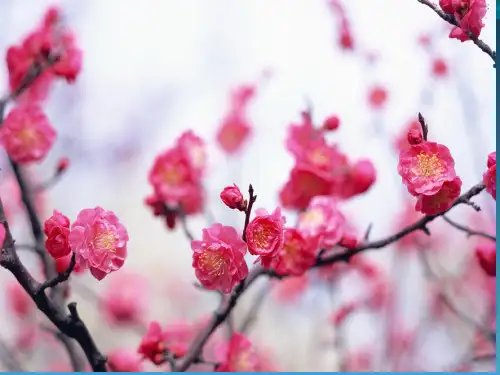最新S版二年级语文上册  梅花 优秀课件