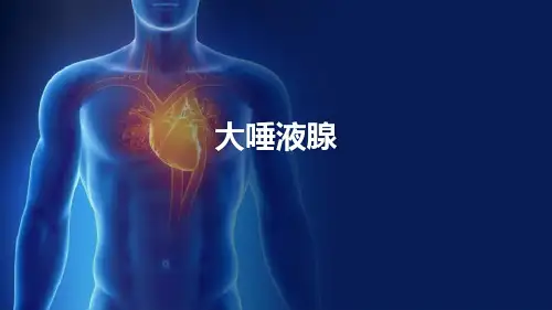 消化腺—唾液腺(组织胚胎学)