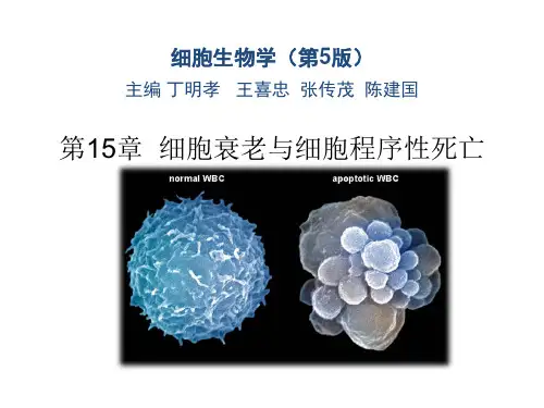细胞生物学(第五版)-第15章细胞死亡与细胞衰老