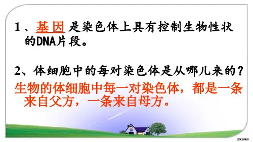 人教版八年级生物下册7.2.3基因的显性和隐性(26张PPT)