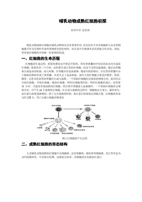哺乳动物红细胞微探1