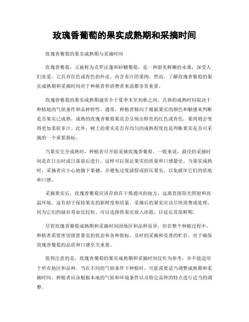 玫瑰香葡萄的果实成熟期和采摘时间