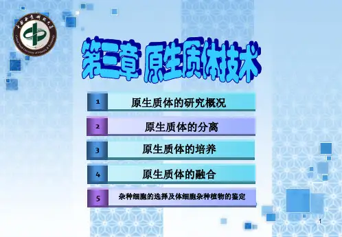 3.原生质体技术